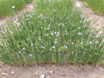 Click for 1 image(s) for this accession.